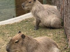 -鄂尔多斯野生动物园