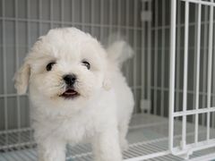 -翊宠yipet猫狗购宠庄园犬舍•猫舍