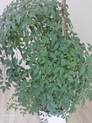 -HEYAN荷妍专业脱毛连锁机构