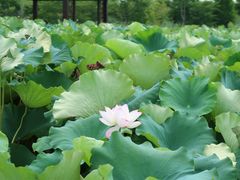 -梁鸿国家湿地公园