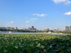 -莲花池公园