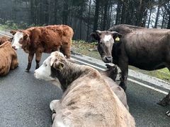 -硗碛藏寨·神木垒景区