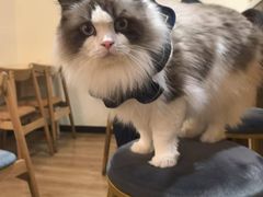 -滚猫咖啡·猫咖·猫友好撸猫(未来城店)