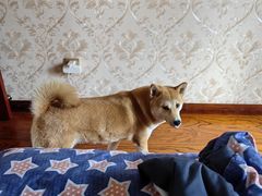 -达爱动物医院·犬猫分区·CT·复杂眼科(远洋山水分院)