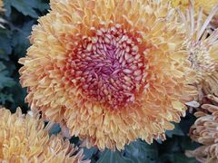 -螃蟹岬(地铁站)