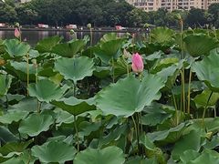 -南翔镇银翔湖公园
