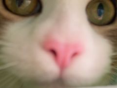 -艾贝尔宠物医院·24H转诊中心·肿瘤猫专科(江宁双龙店)