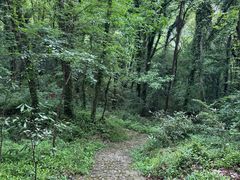 -上海佘山国家森林公园天马山园