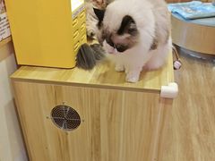 -滚猫咖啡·猫咖·猫友好撸猫(未来城店)