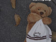 -成都泰迪熊博物馆