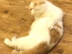 -猫色咖啡·猫咖