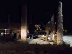 -清迈夜间动物园