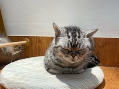 -有猫主题·治愈系猫咖(曾厝垵店)