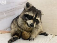 -浣熊柯尔鸭土拨鼠·电玩咖