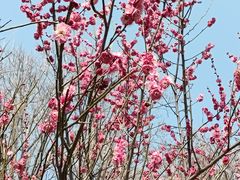 -洛阳市隋唐城遗址植物园