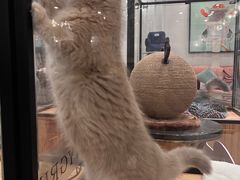 -袖虎·猫馆(体育西路店)