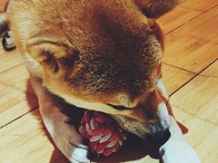 -喜柴咖啡·柴犬狗咖
