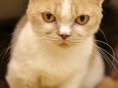 -飞行喵MR PILOT|猫舍·猫咖(静安大融城店)