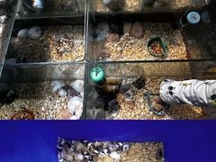 -青石桥花鸟鱼虫市场(叠翠城店)