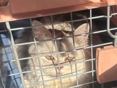 -宠颐生汉谟拉比宠物医院