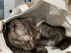 -平行世界·猫咖(首经贸店)