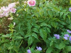 -深圳国际园林花卉博览园