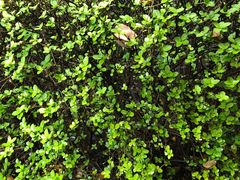 -乡党臊子面(丰庆公园店)