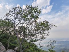 -紫金山山顶公园