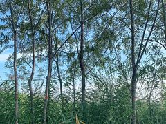 -绿堤公园