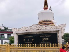 -塔尔寺菩提树