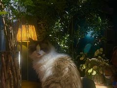 -咖法森林·咖啡  酒吧(天河店)