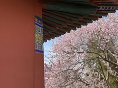 -桃花堤公园