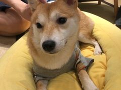 -逗柴咖啡屋·狗咖猫咖宠物桌游
