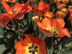 -洛阳郁金香牡丹园