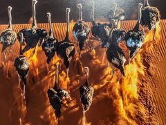 -罗红摄影艺术馆