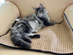 -十年猫舍·猫咪专门店(普陀店)