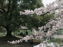 -上海共青森林公园