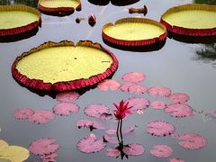 -国家植物园南园