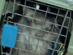 -唐小姐の猫狗洗护·购宠旗舰店(周浦万达店)