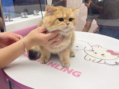 -FAELING PETS美天灵宠物(富力广场店)