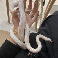 -Moni星球萌宠·小马宝莉·灵蛇·高端高阶全萌宠互动体验俱乐部(红豆国际广场店)