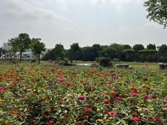 -菊园百果园