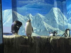 -成都浩海立方海洋公园