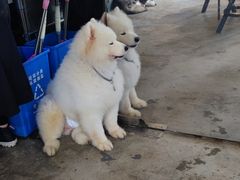 -more than meow吴止猫主题餐厅(承德 中船汇店)