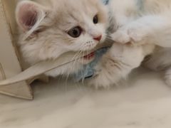 -袖虎·猫馆(体育西路店)