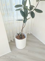 -HEYAN荷妍专业脱毛连锁机构