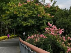 -金鸡山公园