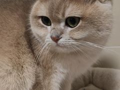-瑞鹏宠物医院·猫科·宠保定点(梅溪湖分院)