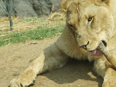 -北京野生动物园