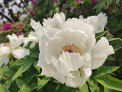 -玄武湖景区-情侣园游乐场